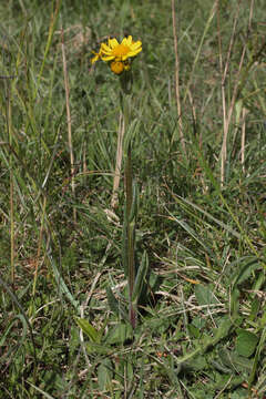 Image of Tephroseris integrifolia subsp. integrifolia