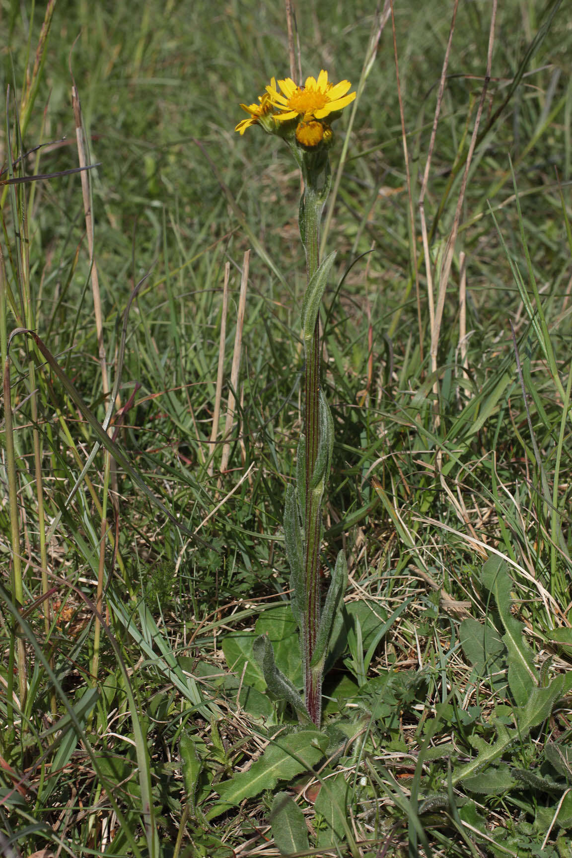 Image de Tephroseris integrifolia subsp. integrifolia