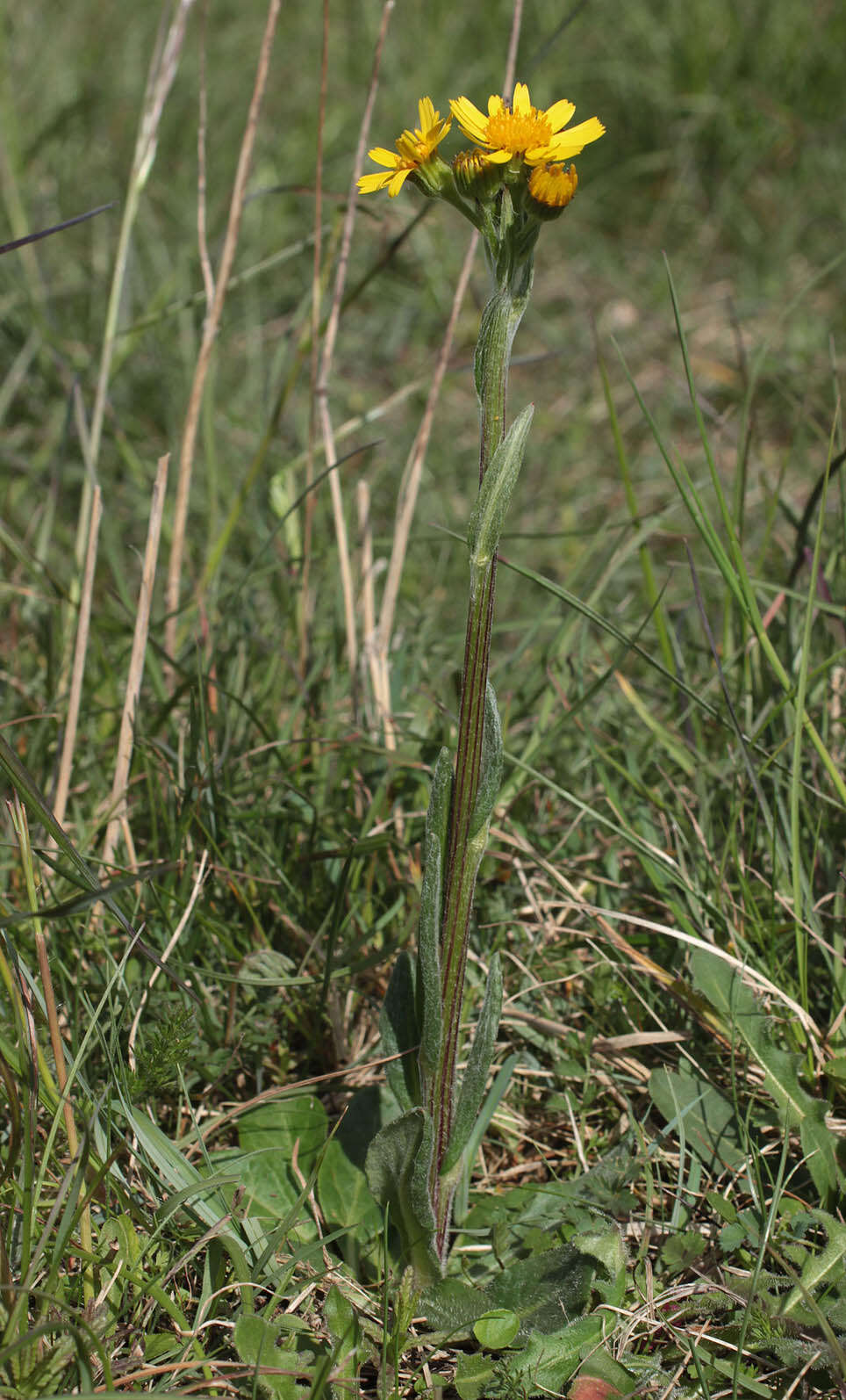 Image de Tephroseris integrifolia subsp. integrifolia