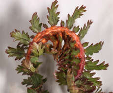 Image of Triphragmium filipendulae (Lasch) Pass. 1875