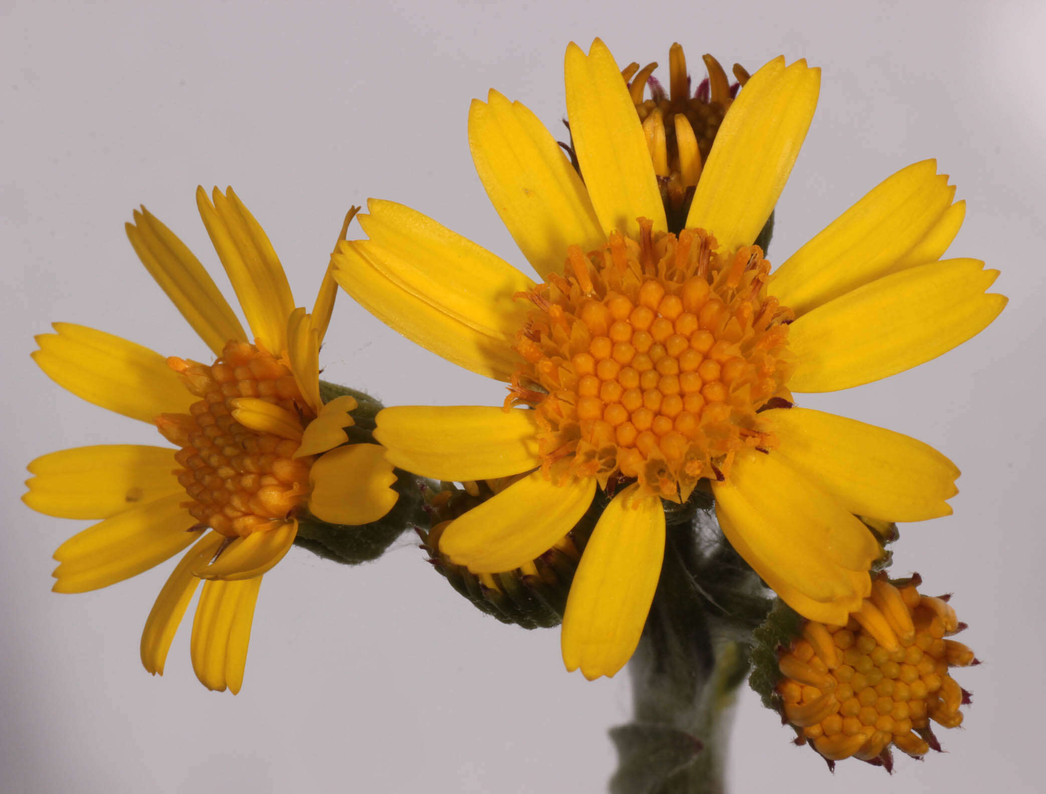 Image de Tephroseris integrifolia subsp. integrifolia