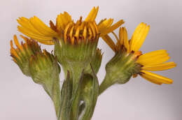 Image de Tephroseris integrifolia subsp. integrifolia