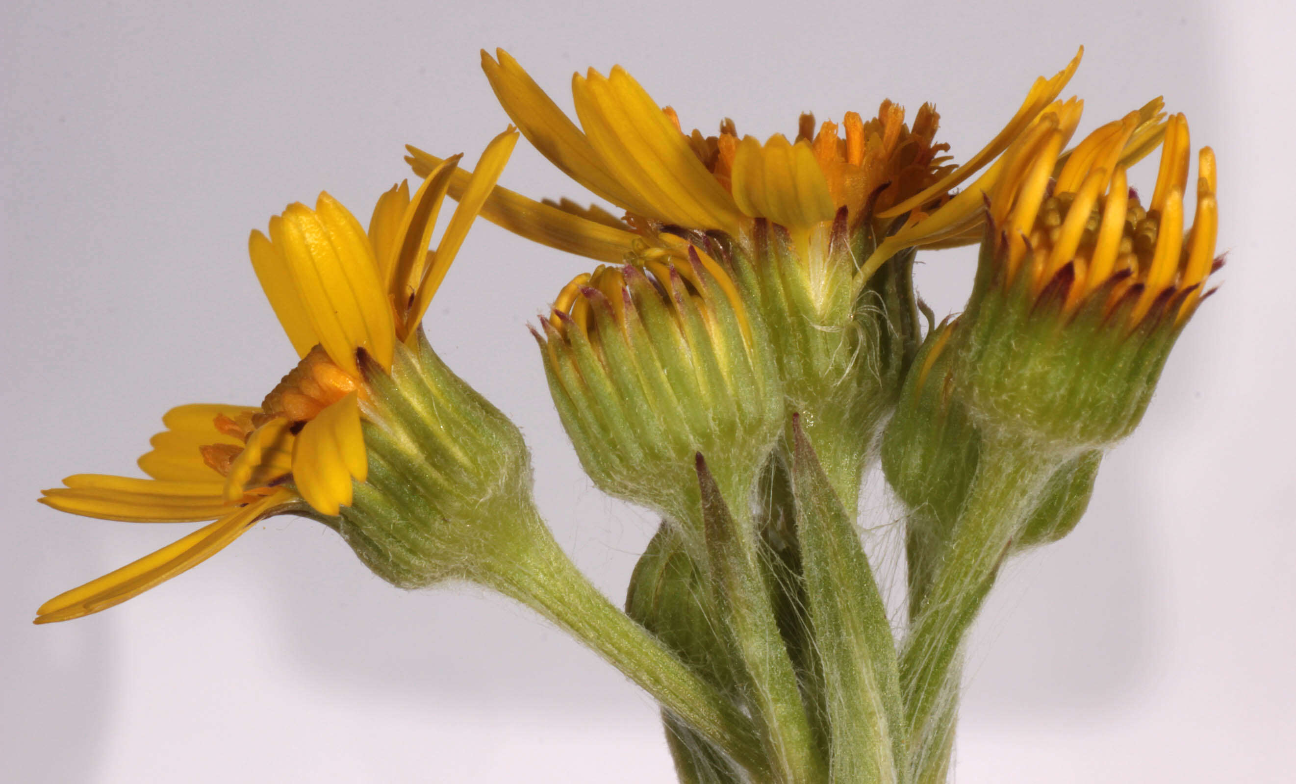 Image de Tephroseris integrifolia subsp. integrifolia