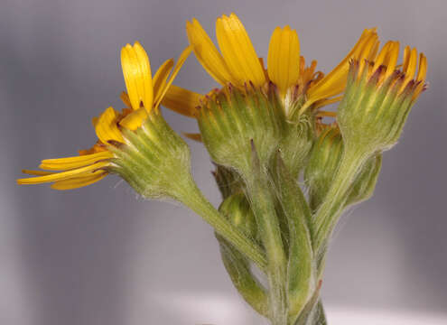 Image de Tephroseris integrifolia subsp. integrifolia