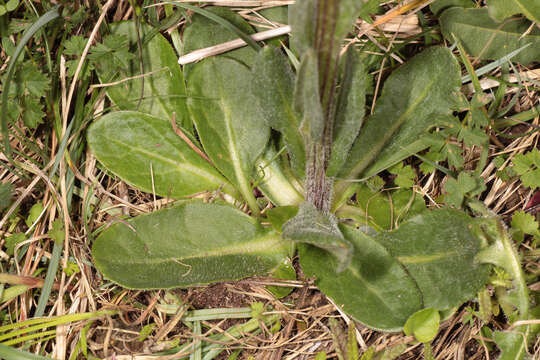 Image de Tephroseris integrifolia subsp. integrifolia