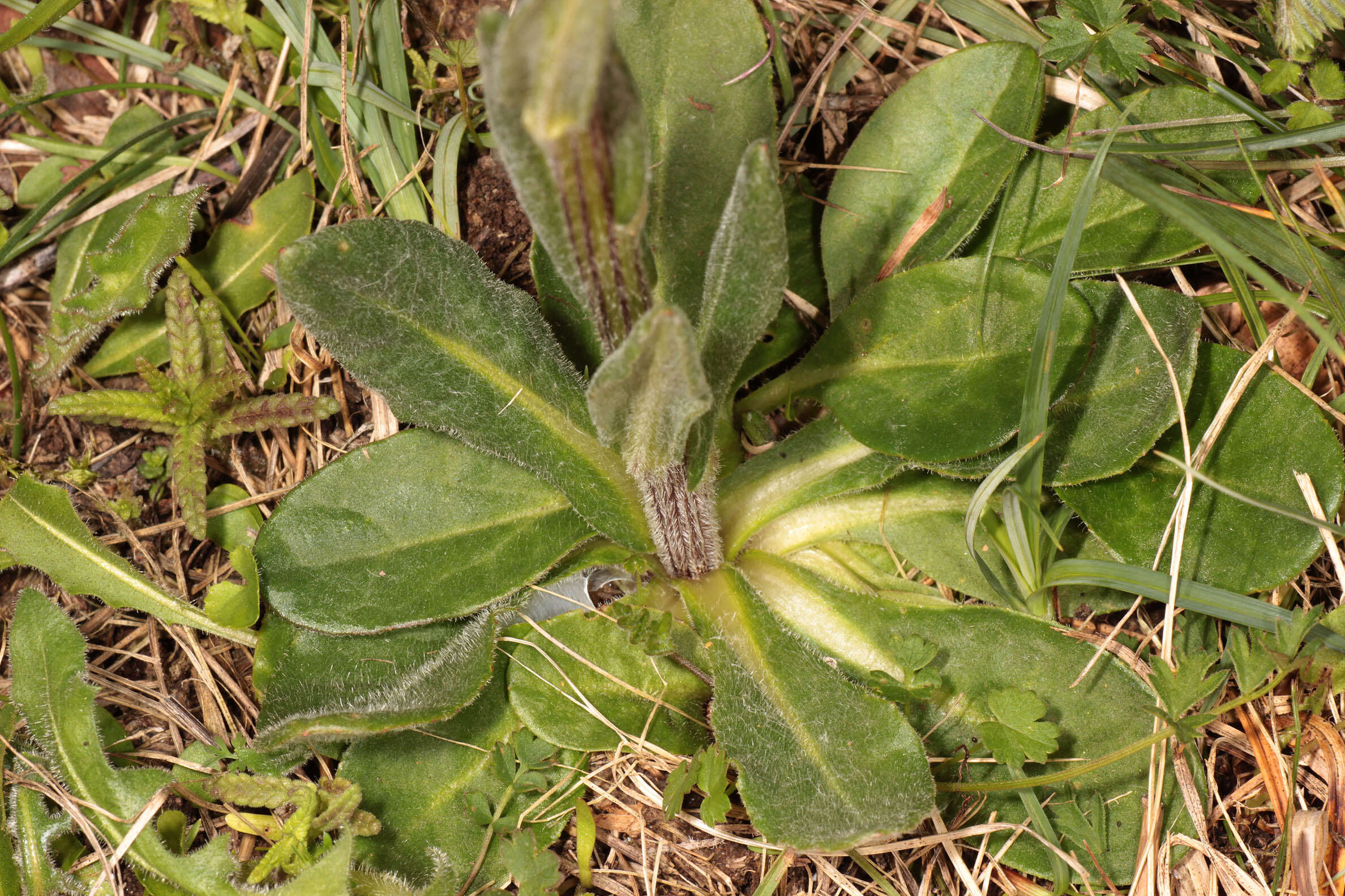 Image de Tephroseris integrifolia subsp. integrifolia