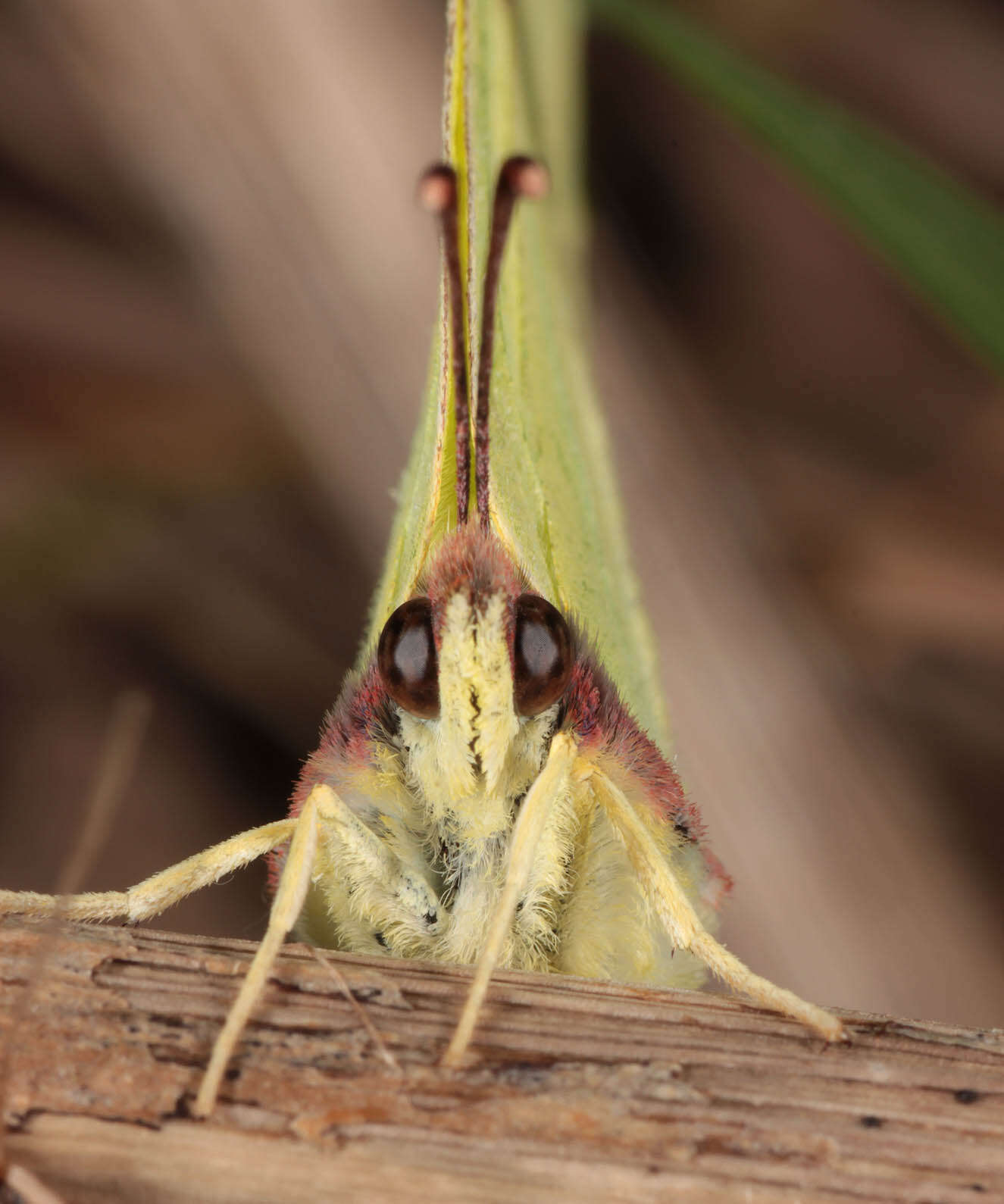 Imagem de Gonepteryx rhamni (Linnaeus 1758)