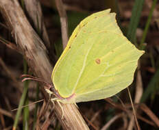 Imagem de Gonepteryx rhamni (Linnaeus 1758)