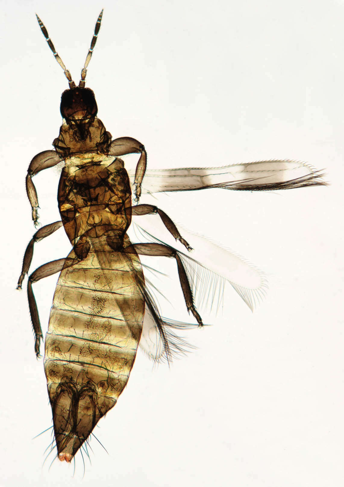 Image of Aeolothrips intermedius Bagnall 1934