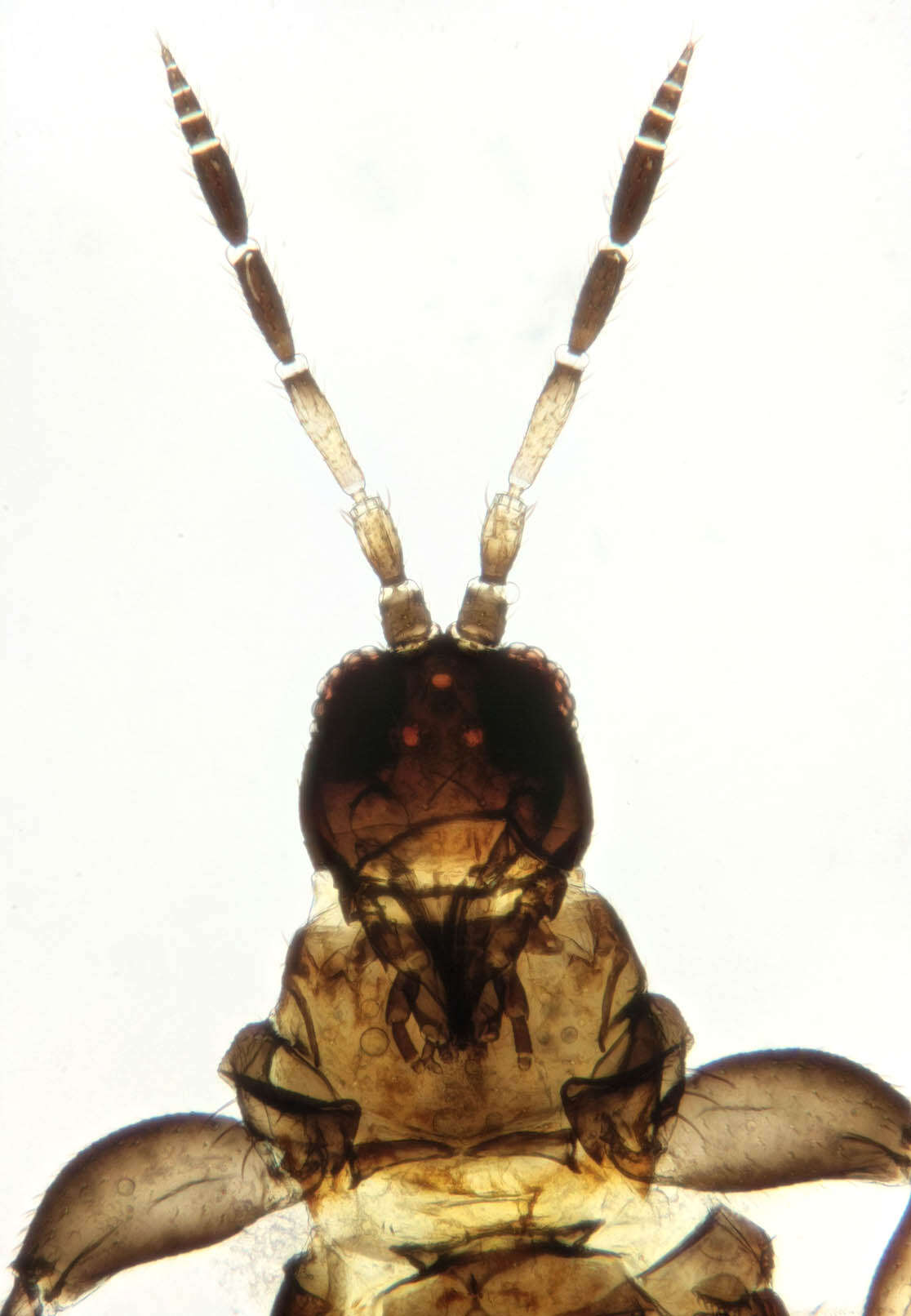 Image of Aeolothrips intermedius Bagnall 1934