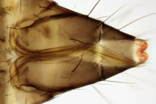 Imagem de Aeolothrips intermedius Bagnall 1934