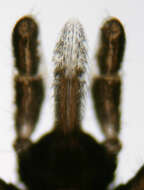 Image of Common sheep tick