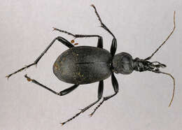 Image of Cychrus caraboides (Linnaeus 1758)