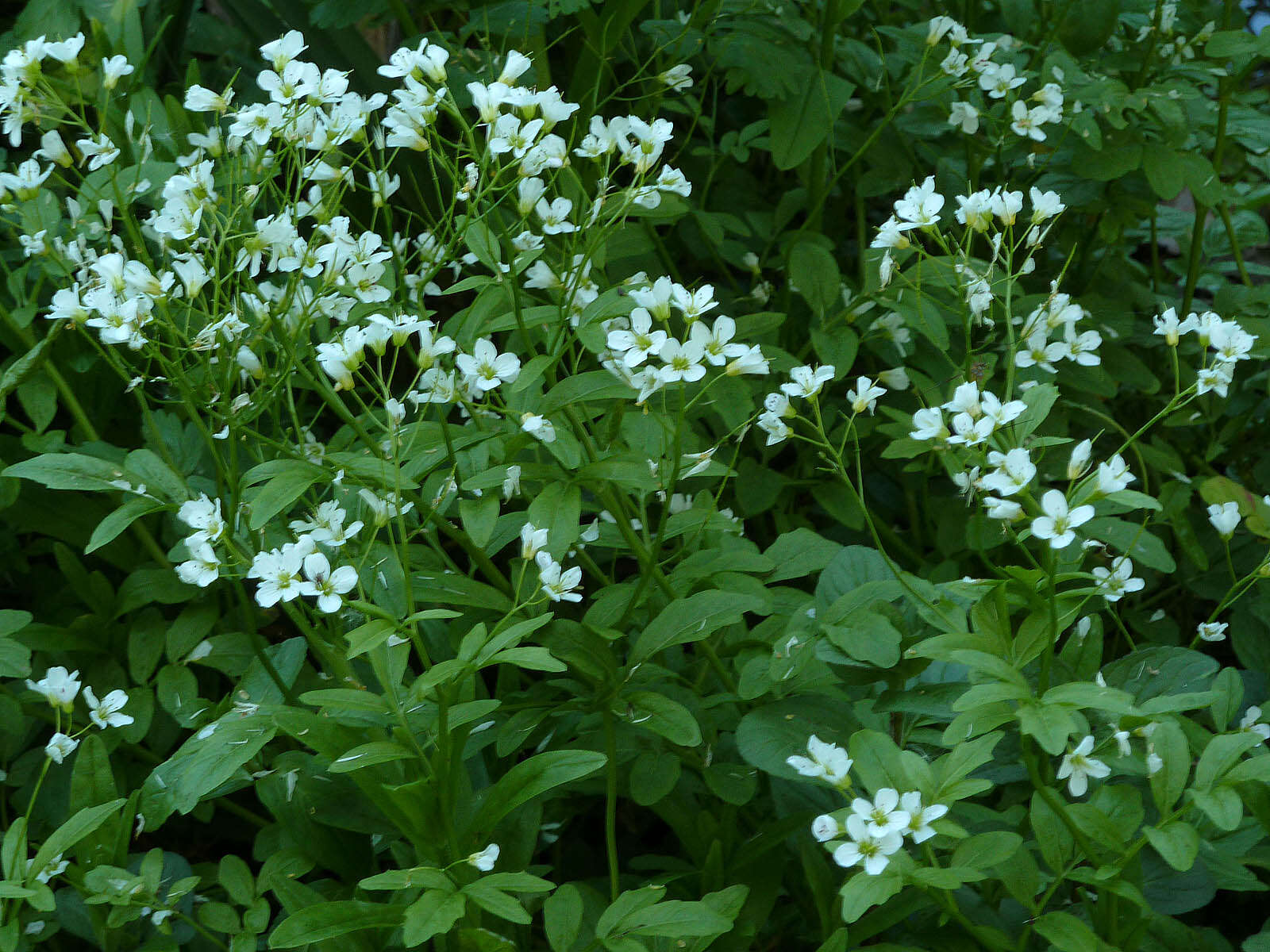 Image of Large Bittercress