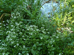 Image of Large Bittercress