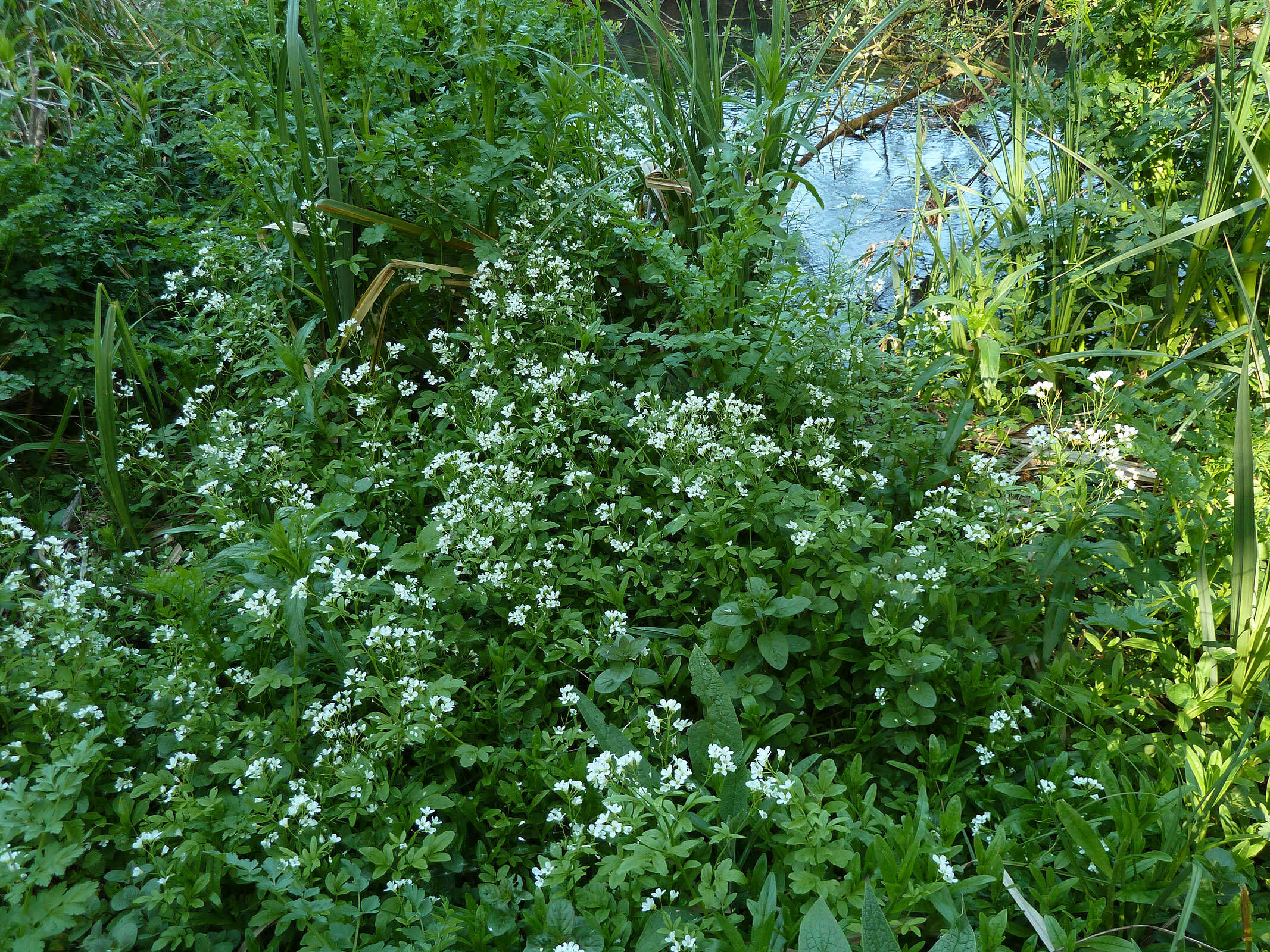 Image of Large Bittercress