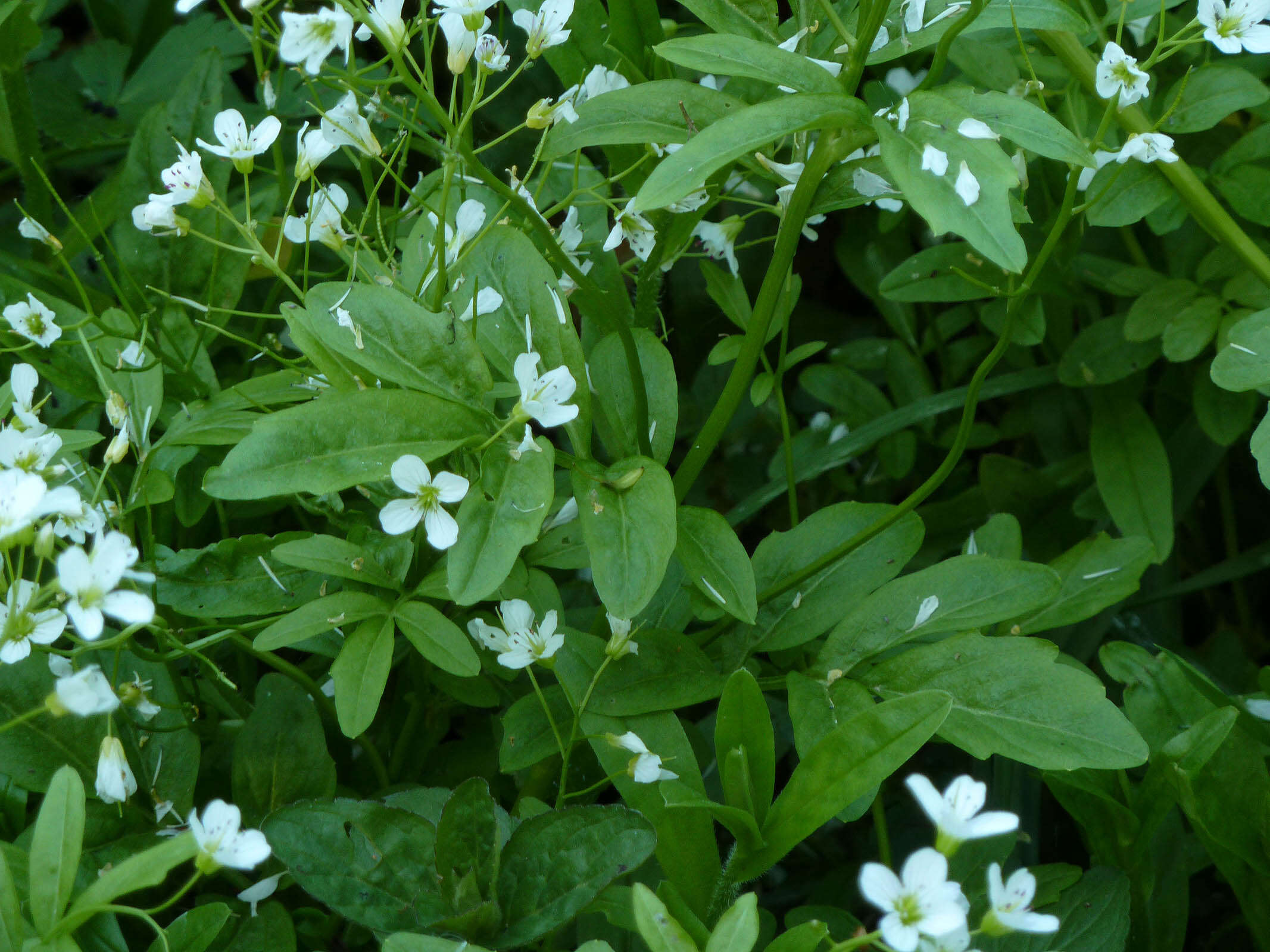 Image of Large Bittercress