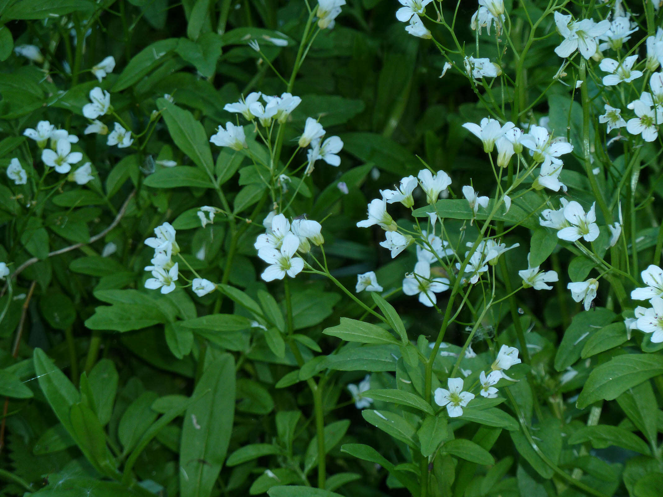 Image of Large Bittercress