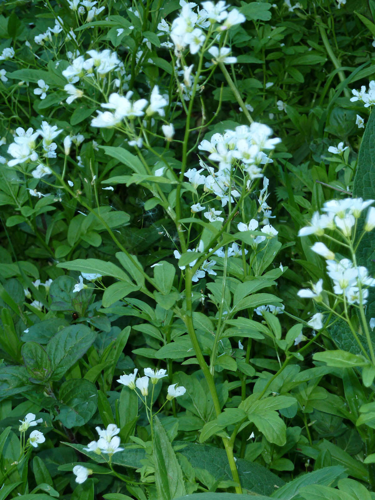 Image of Large Bittercress