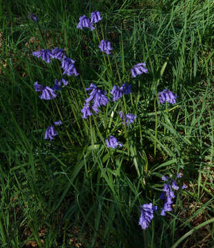 Image of Common Bluebell