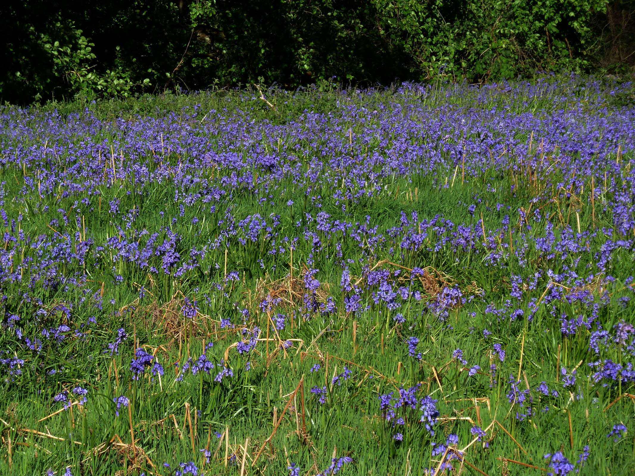 Image of Common Bluebell