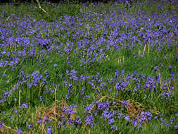 Image de jacinthe des bois