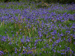 Image de jacinthe des bois