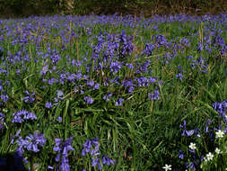 Image de jacinthe des bois