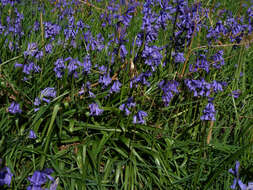 Image de jacinthe des bois