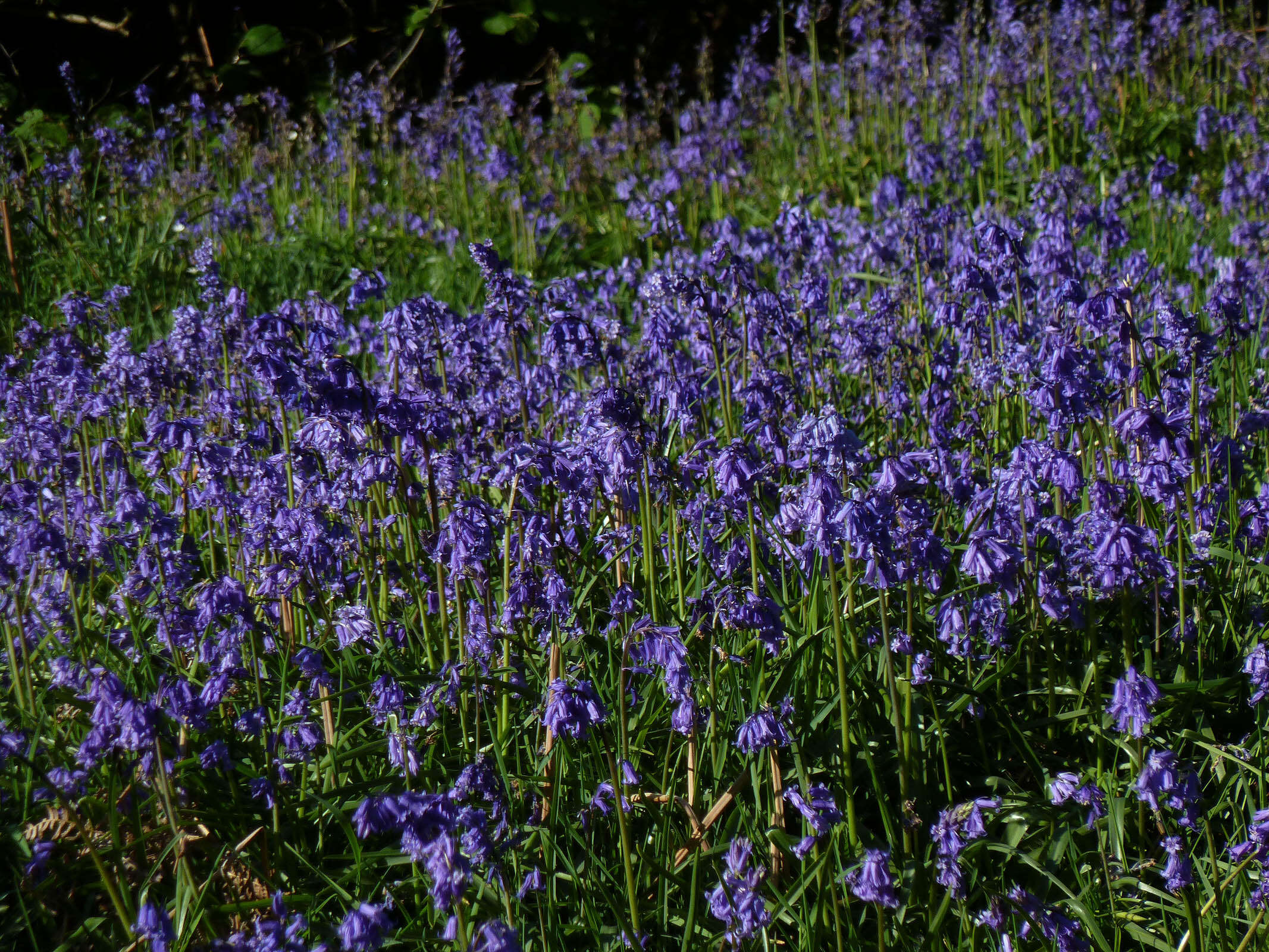 Image de jacinthe des bois