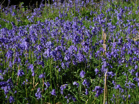 Image of Common Bluebell