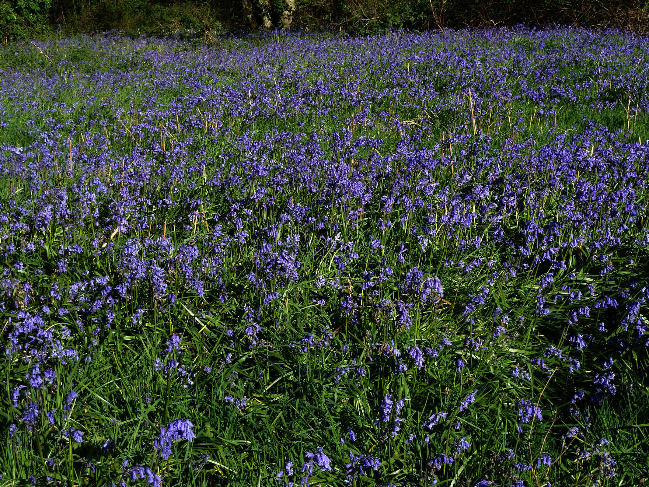 Image de jacinthe des bois