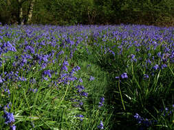 Image de jacinthe des bois