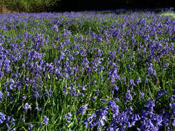 Image of Common Bluebell