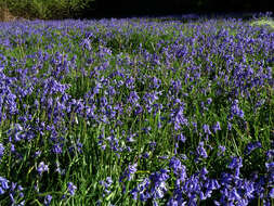 Image de jacinthe des bois