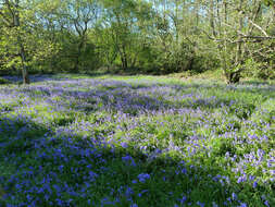 Image of Common Bluebell