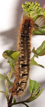 Image of oak eggar