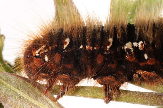 Image of oak eggar