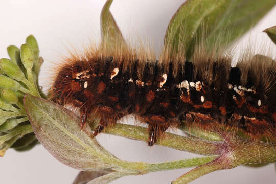 Image of oak eggar