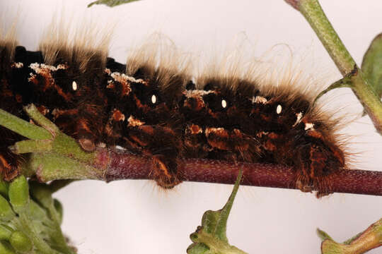 Image of oak eggar