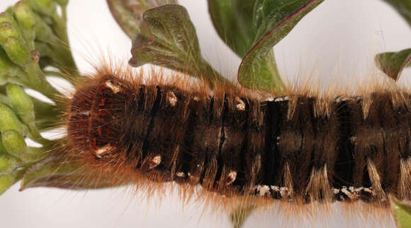 Image of oak eggar