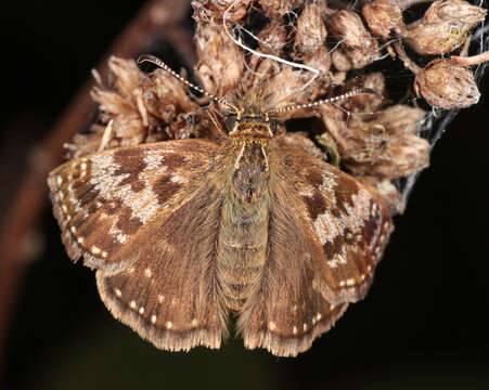 Image of dingy skipper