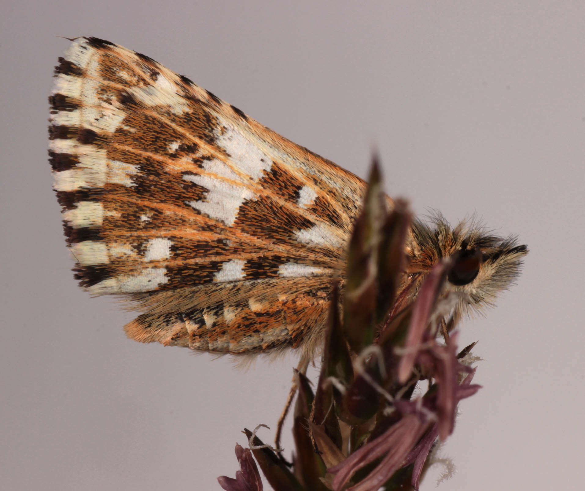 Image of Grizzled skipper