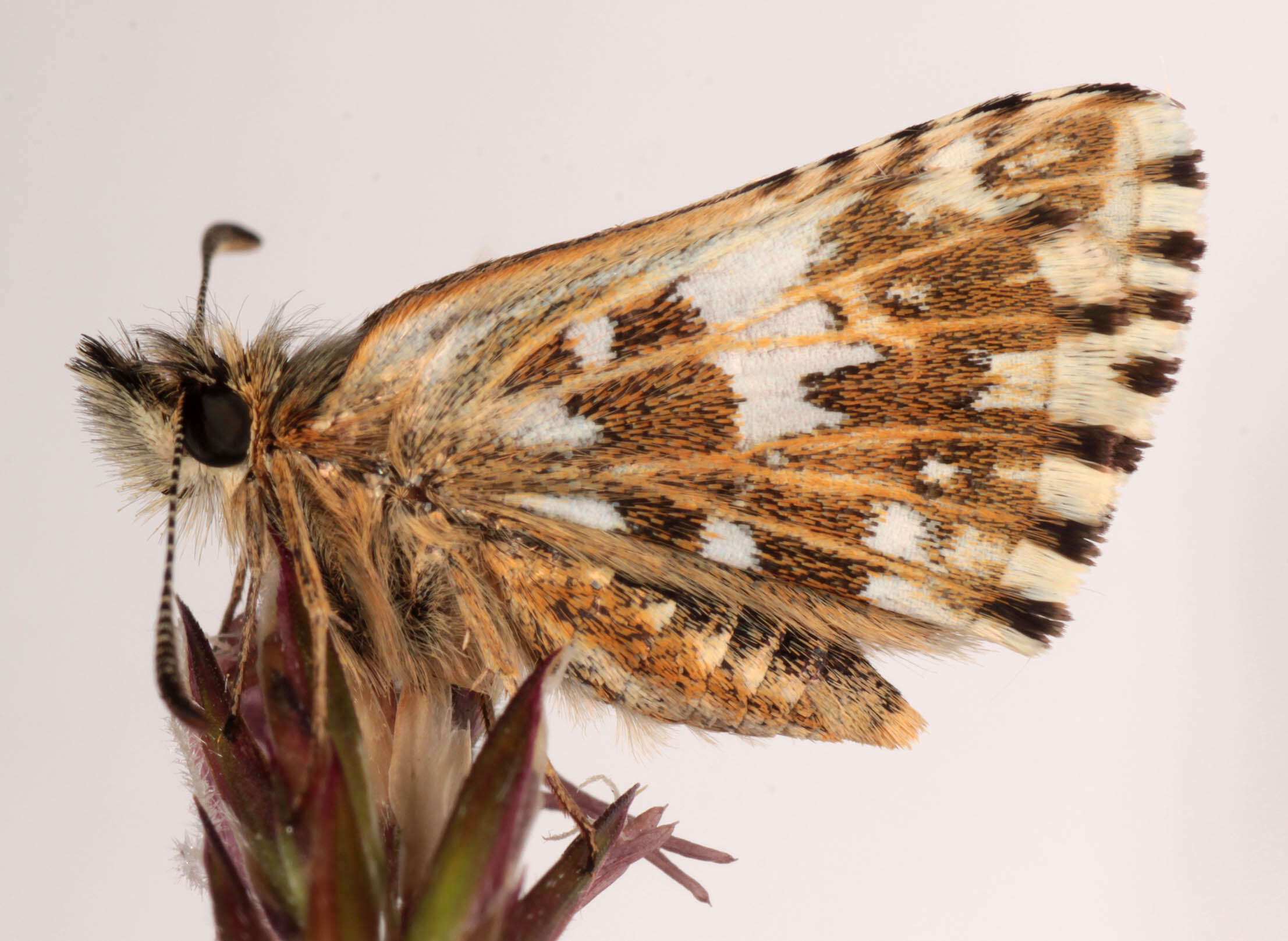 Image of Grizzled skipper