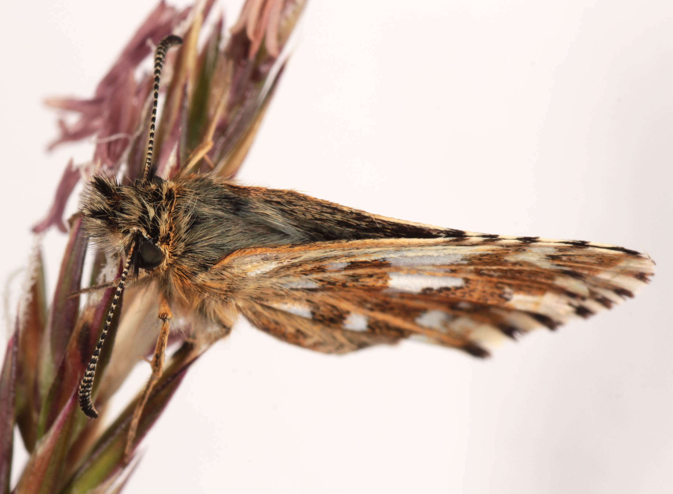 Image of Grizzled skipper