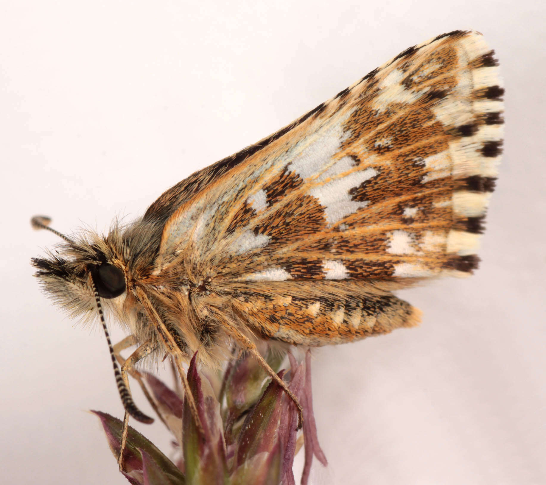 Image of Grizzled skipper