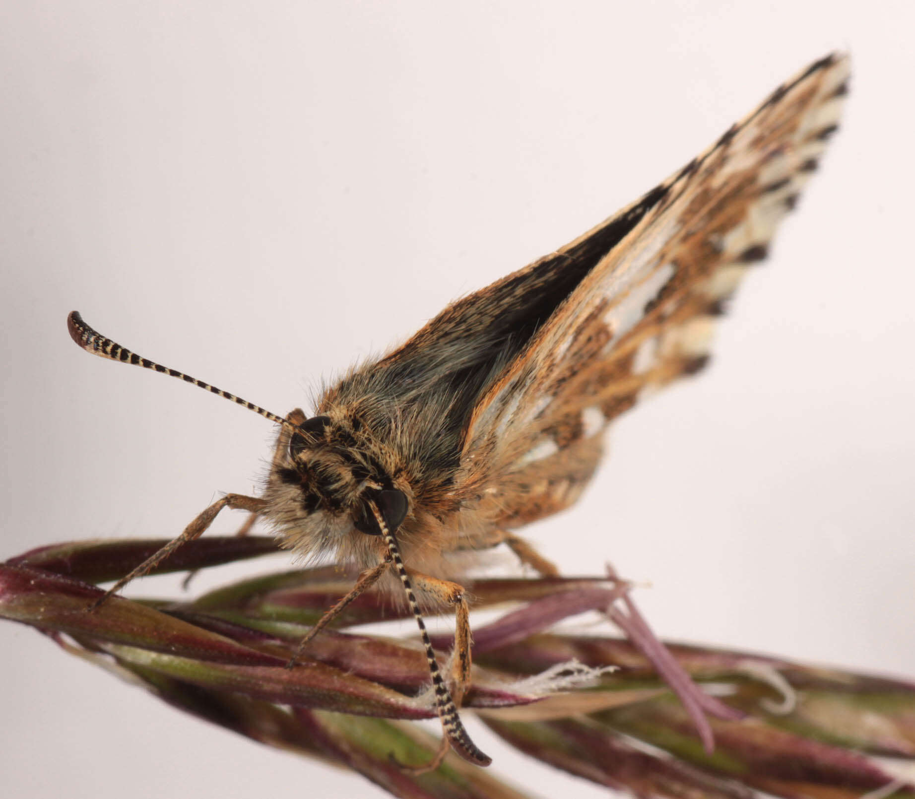 Image of Grizzled skipper