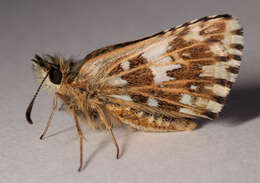 Image of Grizzled skipper