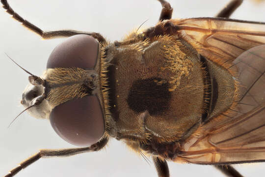 صورة Cheilosia pubera (Zetterstedt 1838)