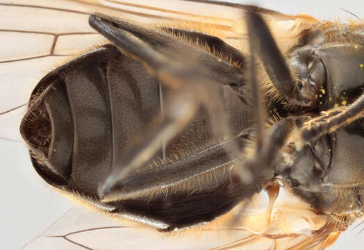 Cheilosia pubera (Zetterstedt 1838) resmi